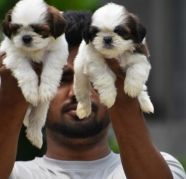 fabulous shih tzu puppies ready to get their new homes The