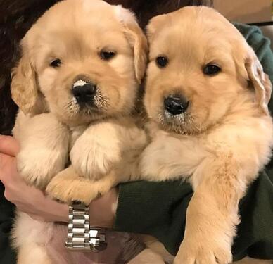 TOP QUALITY KCI AND VACCINATED GOLDEN RETRIEVER PUPPIES M