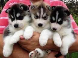TOP QUALITY KCI AND VACCINATED SIBERIAN HUSKY PUPPIES MA