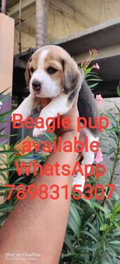 Cute pure bread beagle puppy for adoption