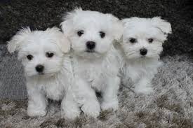 CUTE MALTESE for sale Puppies are very healthy and will com