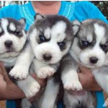 CUTE SIBERIAN HUSKY for sale Puppies are very healthy and w