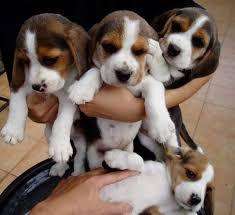 PURE BREED KCI AND VACCINATED BEAGLE PUPPIES FOR SALE BOTH M