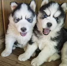 adorable blue eyes siberian husky puppies ready to get their