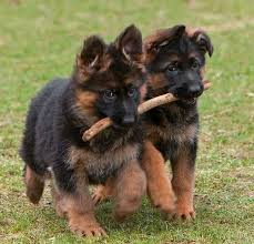 adorable german shepherd puppies ready to get their new home