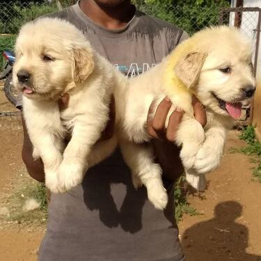 adorable golden retriever puppies ready to get their new hom