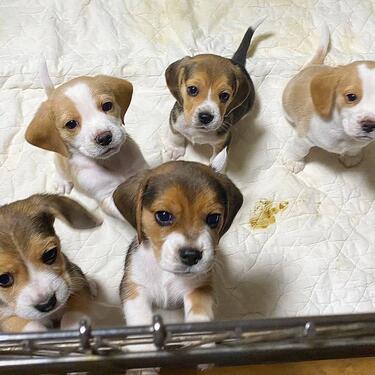 Cute and adorable beagle puppies available for sale