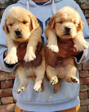 Amazing golden retrieve male and female for sale