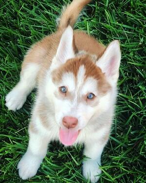 KCI REGISTERED HUSKY PUPPIES AVAILABLE FOR A NEW HOMETHEY