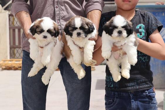 Amazing and cute shihtzu puppies male and female for sale