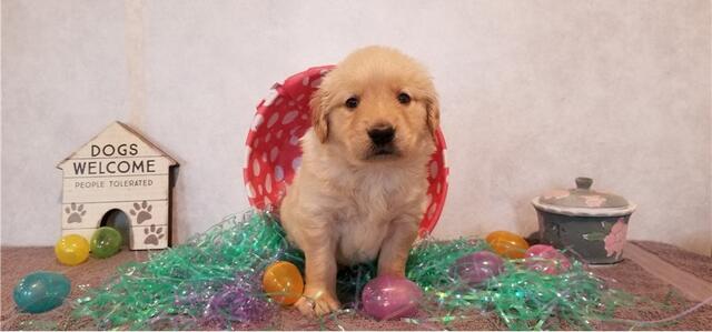 Intelligent Golden Retriever and Lab Puppies Ready