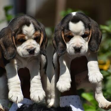 Pure breed beagle puppies male and female for sale