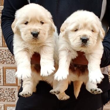 Gorgeous golden retrieve puppies male and female for sale