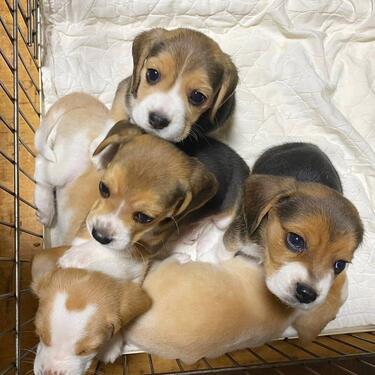 STRONG AND ADORABLE MALE AND FEMALE BEAGLE PUPPIES FOR SALE