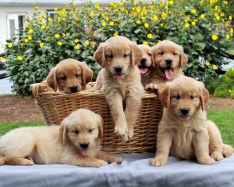 Stunning Golden Retriever and Labrador puppies available now