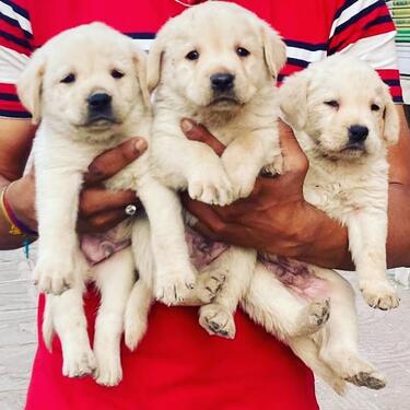 TOP QUALITY KCI AND VACCINATED LABRADOR PUPPIES SRDT