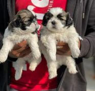 puer shihtzu puppies ready to get their new homes Theyre v