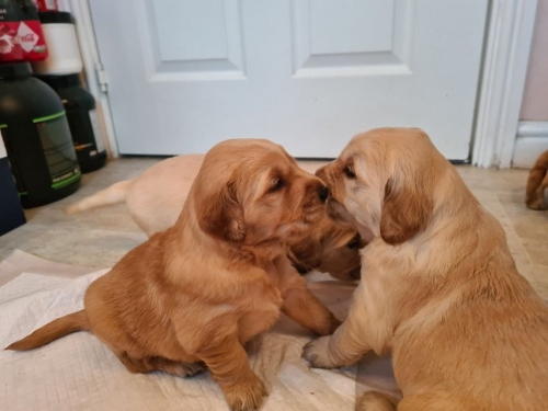 Two Golden Retriever and Labrador Puppies
