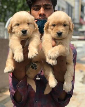 Adorable golden retriever puppies male and female for sale