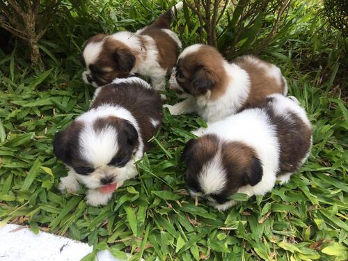 BEAUTIFUL AND CUTE SHIH TZU PUPPIES READY FOR SALE Our pupp