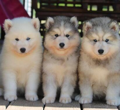 BEAUTIFUL AND CUTE SIBERIAN HUSKY PUPPIES READY FOR SALE Ou