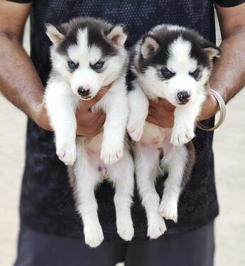 Blue eyes Siberia husky puppies male and female for sale