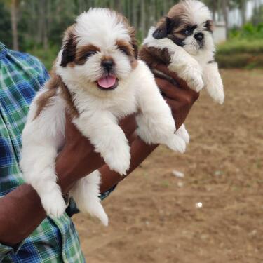Indian shihtzu puppies male and female for sale