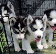 lovely husky puppies ready to get their new homes Theyre v