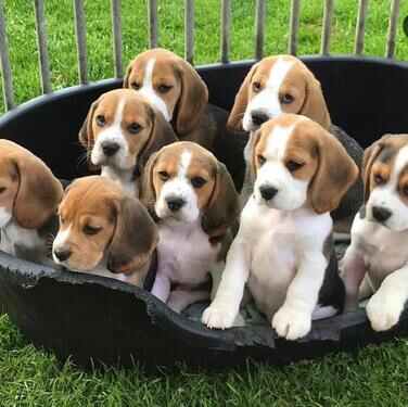 BEAUTIFUL AND GOOD KCI REGISTERED BEAGLE PUPPIES AVAILABLE F