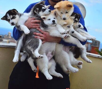 BEAUTIFUL LOVING KCI AND VACCINATED HUSKY BLUE EYES PUPPIES