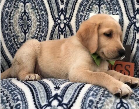 Purebred Golden Retriever and Lab Puppies For Adoption