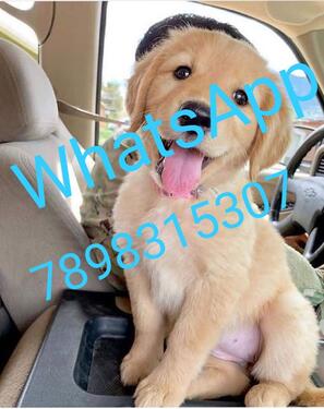 So Cute Golden retriever puppy for adoption WhatsApp 