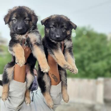 ACTIVE KCI VACCINATED GERMAN SHEPHERD PUPS 4 REHOMING PURE O