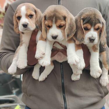 Adorable and healthy beagle puppies available for sale