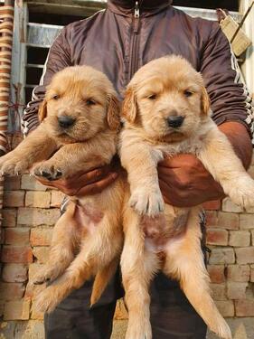 BEAUTIFUL LOVING KCI AND VACCINATED GOLDEN RETRIEVER PUPPIE