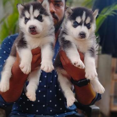 Cute blue eyesiberia husky puppies male and female for sale