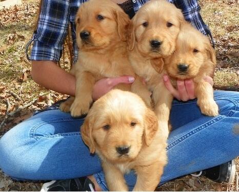Very healthy Golden Retriever and Lab Puppies