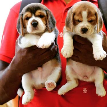 Sweet beagle puppies male and female for sale