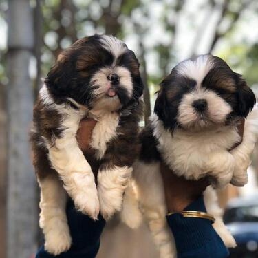Adorable shihtzu puppies male and female for sale