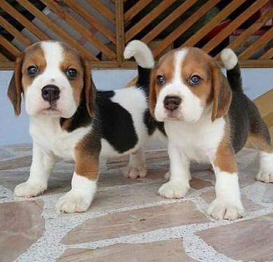 ADORABLE AND CUTE KCI REGISTERED BEAGLE PUPPIES AVAILABLE FO