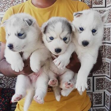 Blue eyes Siberia husky puppies male and female for sale