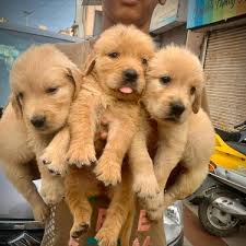 CUTE KCI REGISTERED GOLDEN RETRIEVER PUPPIES MALE AND FEMALE