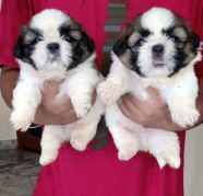 PURE BREED KCI REGISTERED SHIHTZU PUPPIES MALE AND FEMALE AV