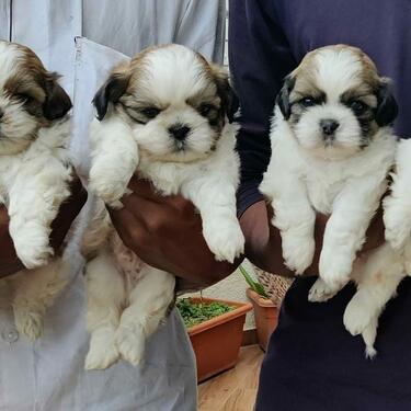 Pure breed shihtzu puppies male and female for sale