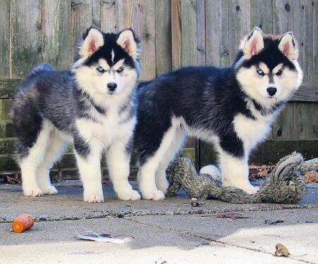 SUPER AND KCI REGISTERED BLUE EYES HUSKY PUPPIES MALE AND FE