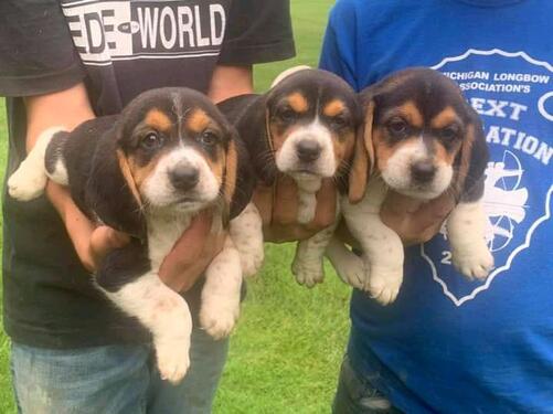 BEAUTIFUL BEAGLE PUPPIES FOR SALE TRIPPLE COLORS ALSO AVAILA
