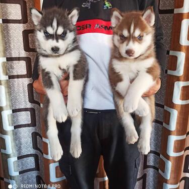 EXCELLENT BLUE EYES SIBERIAN HUSKIES PUPPIES AVAILABLE SGG