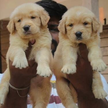 Heavy bone golden retrieve puppies male and female for sale