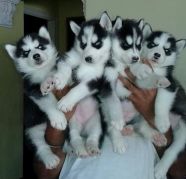 KCI AND VACCINATED SIBERIAN HUSKY PUPPIES FOR SALE BOTH