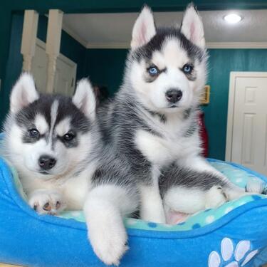 PURE QUALITY KCI AND VACCINATED SIBERIAN HUSKY PUPPIES MALE